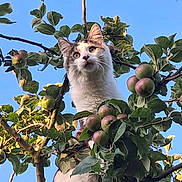 Lulu participe au concours pour gagner de l'argent avec cette photo : animal, apple_tree, branches, cat, curious, daytime, ears, eyes, feline, fruit, green_leaves, nature, outdoor, perched, pet, plant, sky, sunlight, tree, whiskers