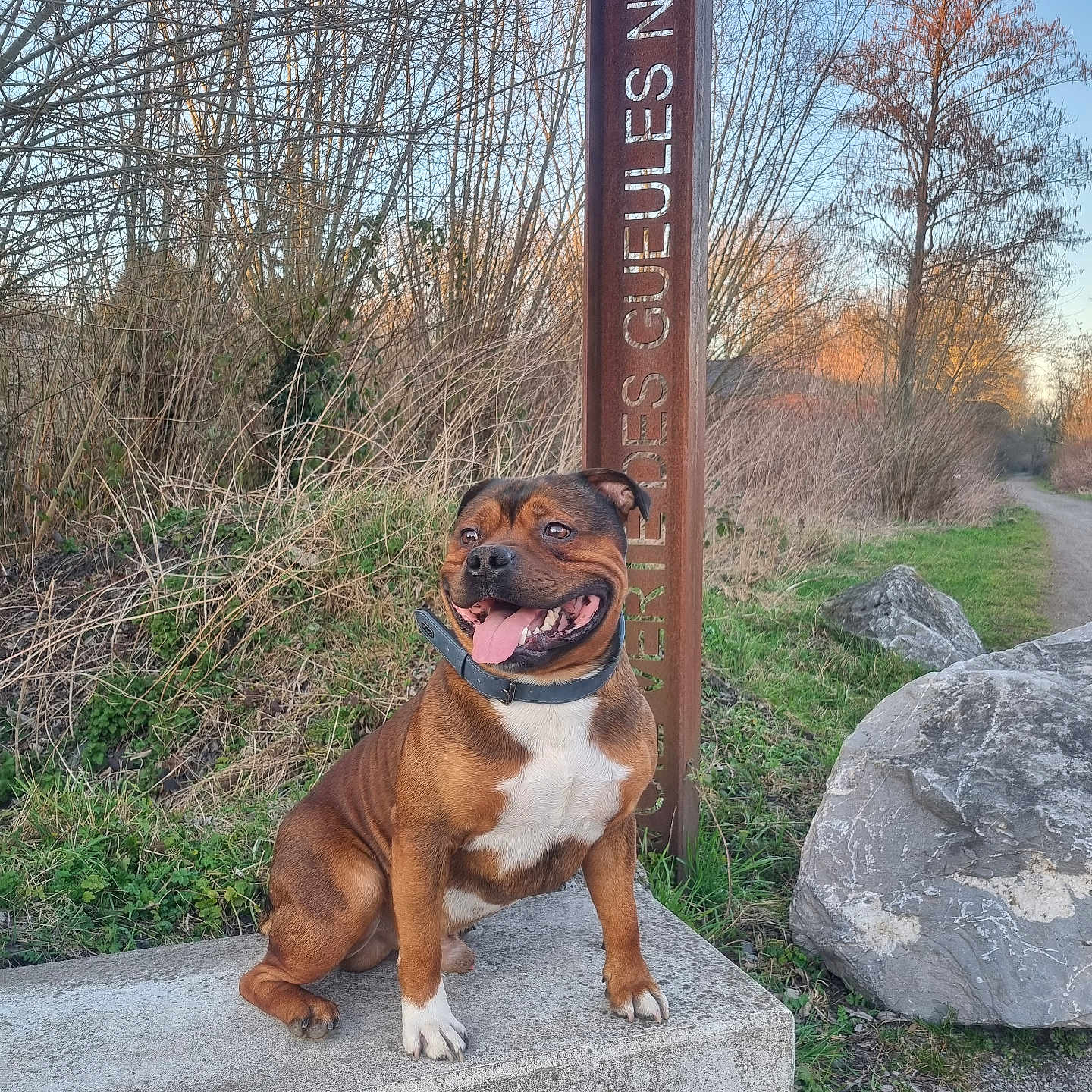Uno a rejoint le concours — aidez-le/la à gagner de superbes lots ! animal, boxer, bulldog, canine, dog, face, grass, head, path, person, pet, photography, pitbull, plant, portrait, puppy, rock, slate, tree, vegetation