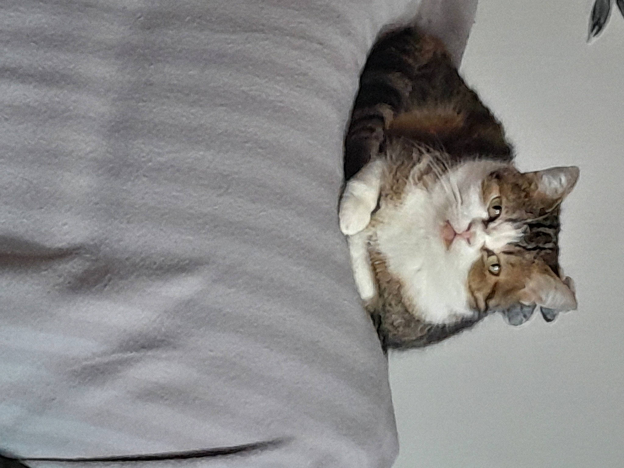 Trinette a rejoint le concours — aidez-le/la à gagner de superbes lots ! carnivore, cat, comfort, domestic_short_haired_cat, felidae, fur, grey, pattern, paw, sleeve, small_to_medium_sized_cats, tail, whiskers, wood