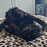 cat, black_cat, upside_down, lying_down, leopard_print, blanket, furry, pet, indoor, green_eyes, whiskers, relaxed, cute, playful, animal, fur, claws, bedroom, cozy, domestic