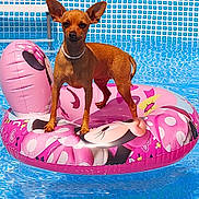 Nila a rejoint le concours — aidez-le/la à gagner de superbes lots ! dog, pool, inflatable, float, water, summer, pet, brown_dog, toy, outdoor, sunny, recreation, animal, swimming_pool, cute, small_dog, playful, leisure, vacation, fun