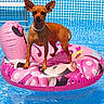 dog, pool, inflatable, float, water, summer, pet, brown_dog, toy, outdoor, sunny, recreation, animal, swimming_pool, cute, small_dog, playful, leisure, vacation, fun