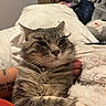 Shadow is registered to the contest to win money with this photo: cat, tabby_cat, eyelashes, pet, indoor, bed, blanket, plush_toy, fur, whiskers, relaxed, domestic_animal, animal, cute, sleepy, cozy, hand, tattoo, collar, resting