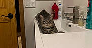 Shadow joined the competition — help win amazing prizes! cat, tabby_cat, sink, bathroom, soap_bottle, lotion_bottle, faucet, wooden_door, mirror, countertop, relaxed, pet, domestic_animal, indoor, animal, fur, collar, clean, household, white_wall