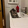 cat, tabby_cat, sink, bathroom, soap_bottle, lotion_bottle, faucet, wooden_door, mirror, countertop, relaxed, pet, domestic_animal, indoor, animal, fur, collar, clean, household, white_wall