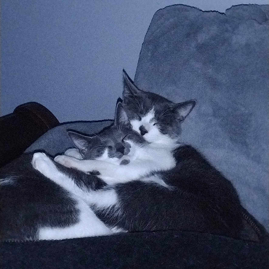 Dini And Big Boy is registered to the contest to win money with this photo: animal, black_and_white, cat, cats, chair, companion, cozy, cuddle, cute, domestic, feline, friendship, fur, indoor, pet, relaxing, resting, sleeping, snuggling, two
