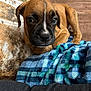 Tyson joined the competition — help win amazing prizes! dog, puppy, puppy_face, blanket, blue_blanket, couch, sofa, indoor, close_up, pet, fur, paws, snout, eyes, looking_at_camera, living_room, plaid, brown, thumbnail_strip, phone_ui