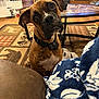 Tyson joined the competition — help win amazing prizes! dog, brindle_dog, head_tilt, curious, collar, blanket, coffee_table, rug, living_room, fireplace, pet, indoor, floor, sofa, toy, baby_gate, wood_floor, patterned_rug, table, close_up