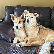 Axel Et Lola is registered to the contest to win money with this photo: animal, brown, close_together, couch, cozy, dog, ears, fur, furniture, indoor, leather, living_room, looking, painting, pets, relaxed, resting, tan, two_dogs, wall