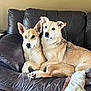 animal, brown, close_together, couch, cozy, dog, ears, fur, furniture, indoor, leather, living_room, looking, painting, pets, relaxed, resting, tan, two_dogs, wall