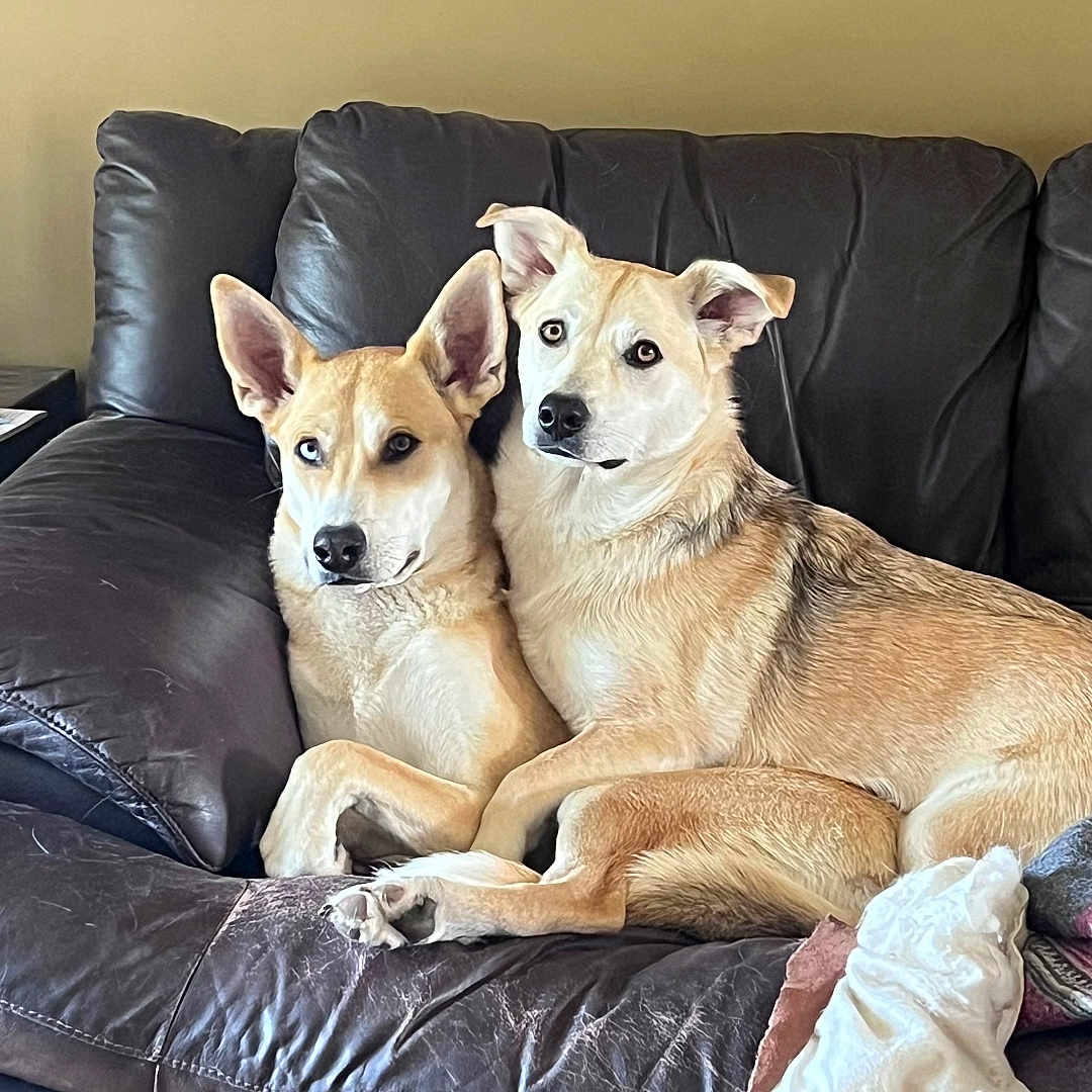 Axel Et Lola is registered to the contest to win money with this photo: animal, brown, close_together, couch, cozy, dog, ears, fur, furniture, indoor, leather, living_room, looking, painting, pets, relaxed, resting, tan, two_dogs, wall