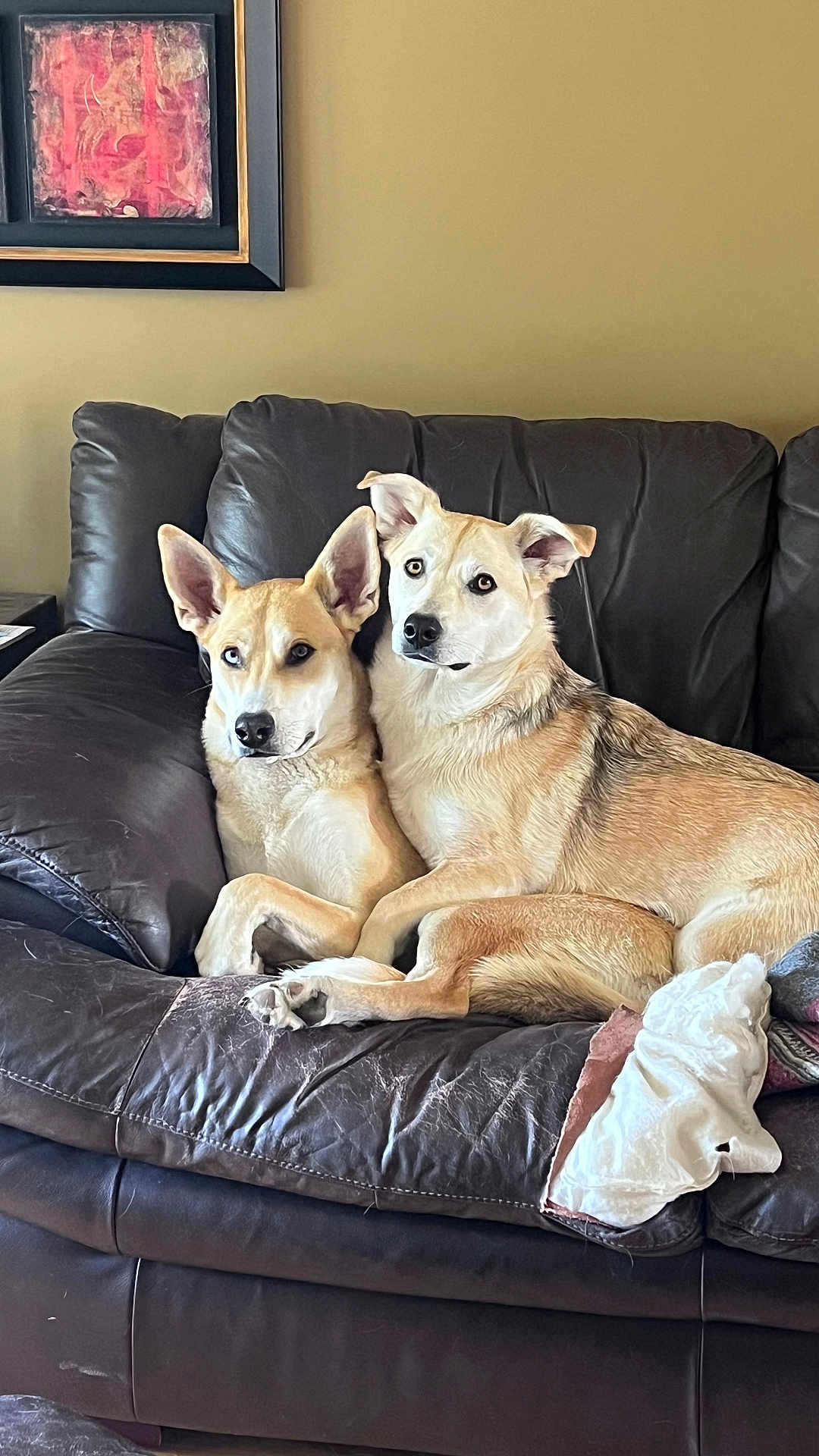Axel Et Lola is registered to the contest to win money with this photo: animal, brown, close_together, couch, cozy, dog, ears, fur, furniture, indoor, leather, living_room, looking, painting, pets, relaxed, resting, tan, two_dogs, wall