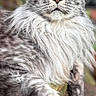cat, long_hair, gray_fur, yellow_eyes, relaxed, lounging, pet, animal, portrait, whiskers, outdoor, nature, close_up, feline, fur_texture, resting, mammal, domestic_cat, calm, beautiful