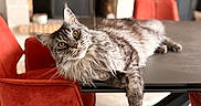 Tonka a rejoint le concours — aidez-le/la à gagner de superbes lots ! cat, fluffy, table, red_chair, fireplace, indoor, yellow_eyes, fur, relaxed, furniture, curious, modern, cozy, home, pet, mammal, whiskers, looking_at_camera, domestic_cat, resting