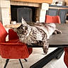 cat, fluffy, table, red_chair, fireplace, indoor, yellow_eyes, fur, relaxed, furniture, curious, modern, cozy, home, pet, mammal, whiskers, looking_at_camera, domestic_cat, resting
