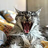 cat, tabby, yawning, mouth_open, teeth, tongue, fluffy, fur, pet, animal, indoor, closeup, resting, bed, blanket, patterned, cute, sleepy, whiskers, relaxed