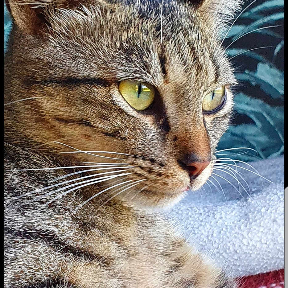 Sally participe au concours pour gagner de l'argent avec cette photo : abyssinian, animal, cat, egyptiancat, kitten, manx, pet