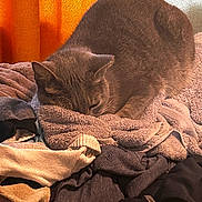Momo joined the competition — help win amazing prizes! cat, gray_cat, sleeping, towels, clothes, pile, cozy, indoor, pet, resting, soft_texture, orange_curtain, warm_light, feline, fur, domestic_animal, relaxation, comfort, pile_of_clothes, nap