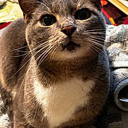 Momo is registered to the contest to win money with this photo: animal, blanket, cat, close_up, cozy, curious, domestic, ears, eyes, feline, fur, indoor, muzzle, paws, pet, portrait, resting, texture, whiskers, white_patch