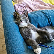 Rico participe au concours pour gagner de l'argent avec cette photo : cat, gray_cat, white_paws, blue_couch, pink_blanket, indoor, floor, wooden_floor, relaxed, curious, pet, feline, whiskers, paw, fur, cozy, domestic_animal, resting, side_view, household