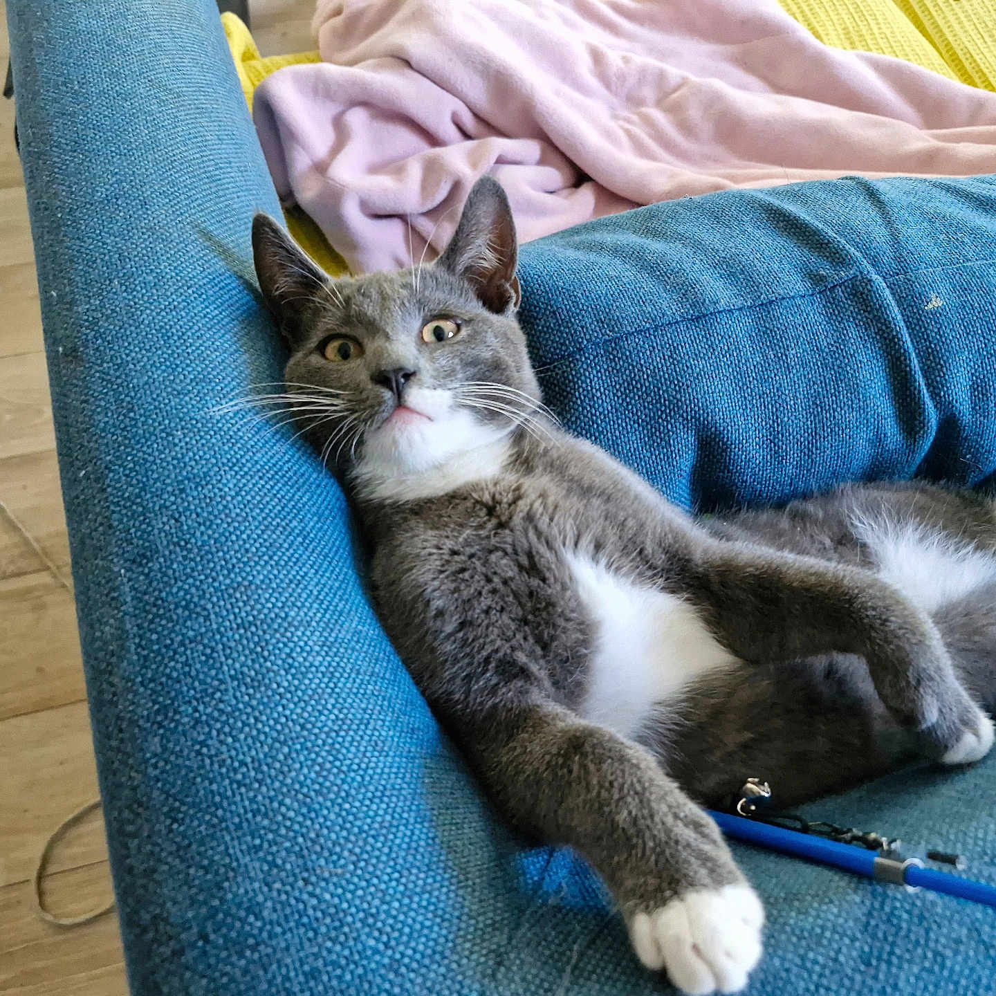 Rico