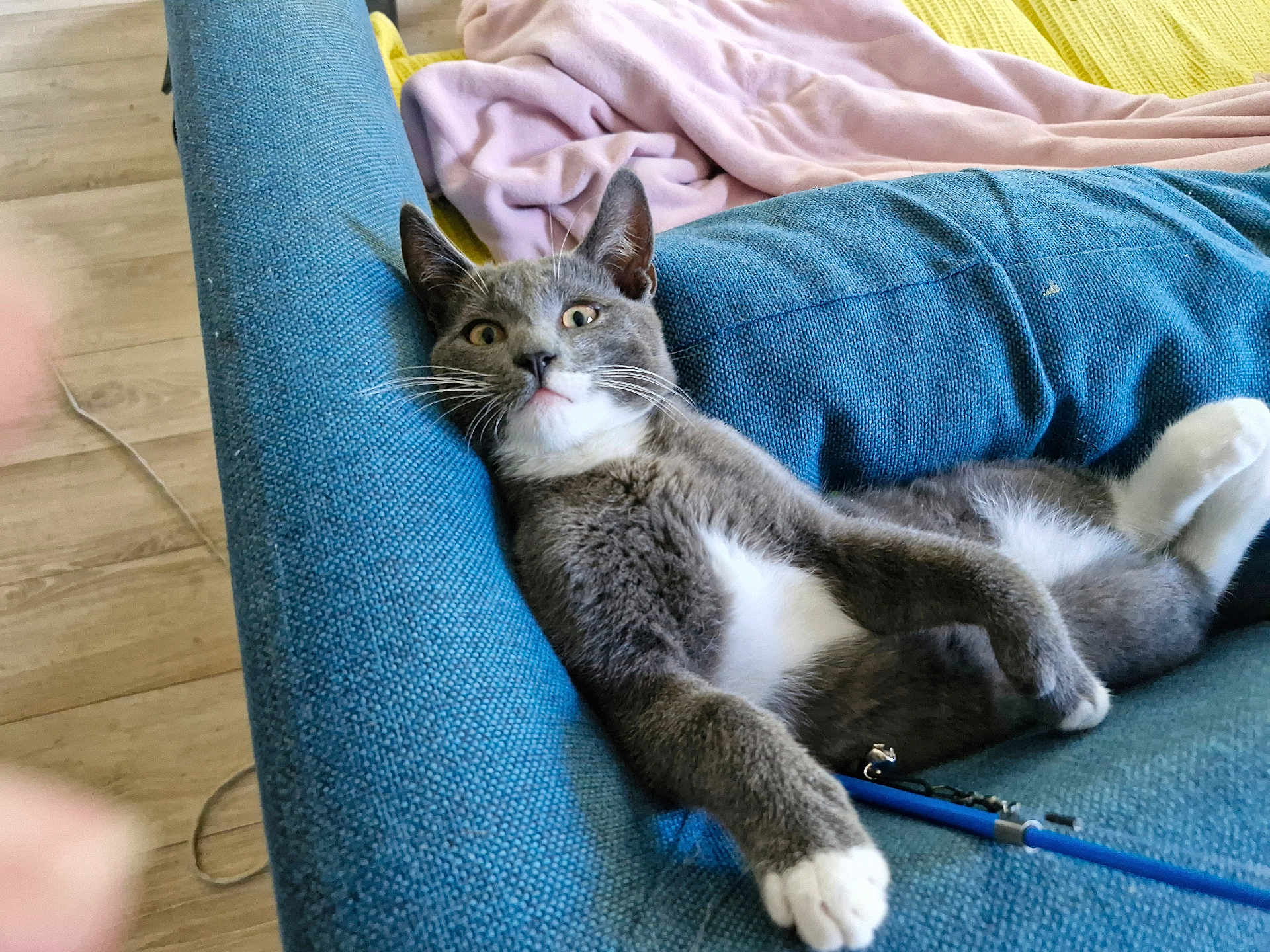 Rico participe au concours pour gagner de l'argent avec cette photo : cat, gray_cat, white_paws, blue_couch, pink_blanket, indoor, floor, wooden_floor, relaxed, curious, pet, feline, whiskers, paw, fur, cozy, domestic_animal, resting, side_view, household