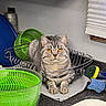 Robert is registered to the contest to win money with this photo: cat, tabby_cat, kitchen, dish_rack, countertop, green_bowl, cleaning_sponge, gray_cat, pet, domestic_cat, orange_eyes, plastic_bowl, metal_rack, household, indoor, feline, curious, resting, cute, animal