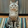 Robert is registered to the contest to win money with this photo: cat, silver_tabby, striped_rug, indoor, wooden_floor, pet, animal, feline, sitting, looking_at_camera, fur, whiskers, tail, ears, eyes, domestic_cat, cute, portrait, home, calm