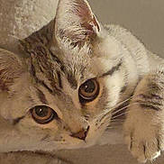 Robert is registered to the contest to win money with this photo: cat, pet, animal, feline, cute, curious, whiskers, ears, eyes, claw, paw, indoor, cozy, cat_tree, fur, striped, closeup, resting, playful, adorable