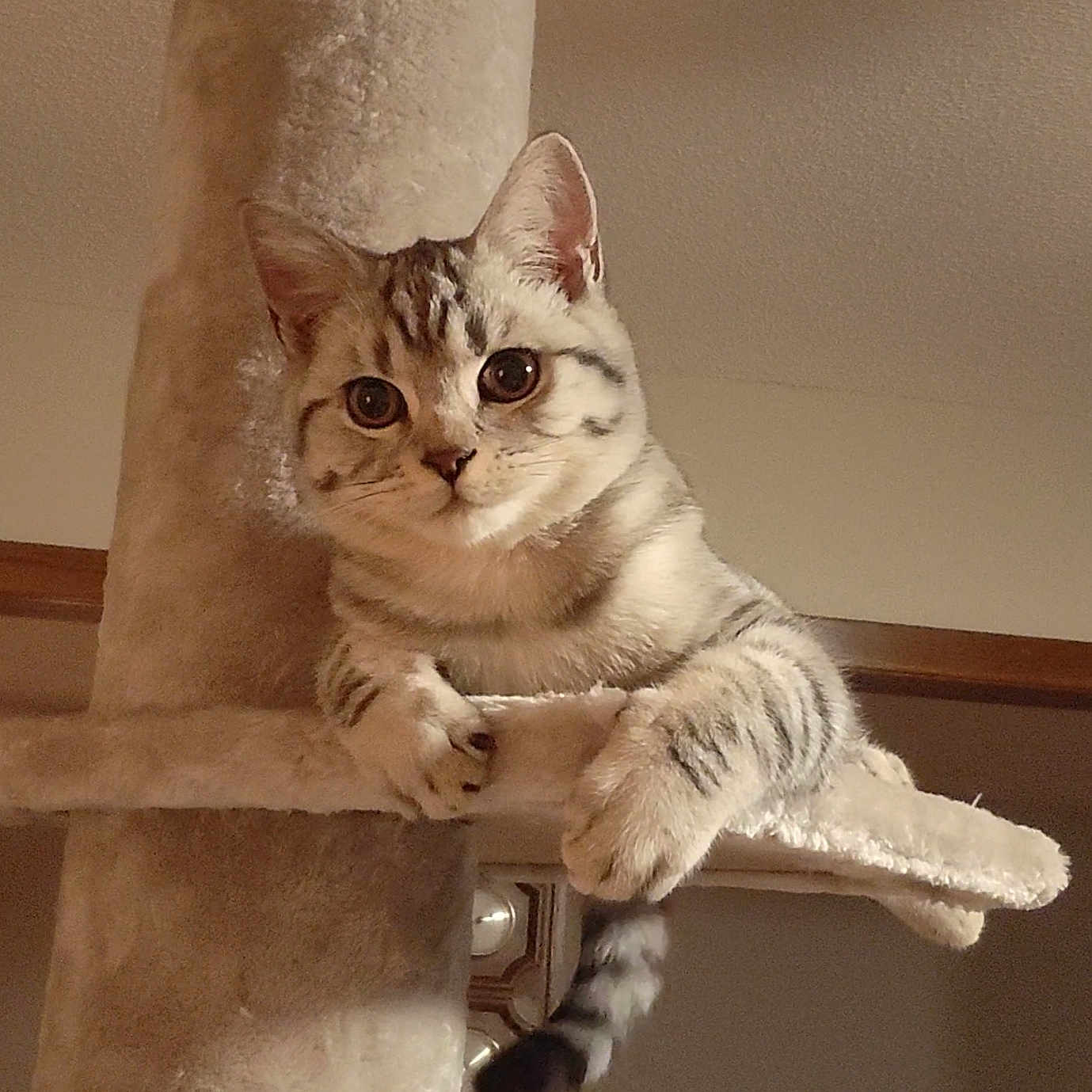 Robert is registered to the contest to win money with this photo: cat, tabby_cat, pet, animal, indoor, cat_tree, furniture, curious, whiskers, ears, paws, tail, striped_fur, looking, close_up, soft_lighting, home, cozy, feline, climbing