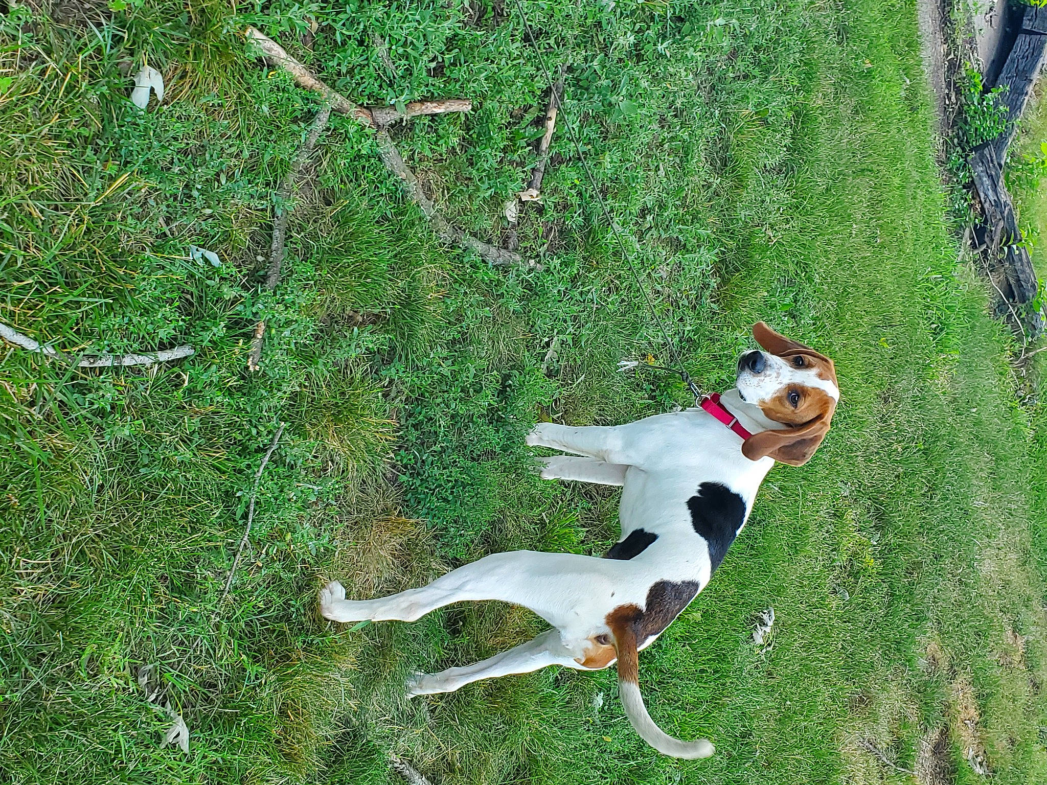 Maisey joined the competition — help win amazing prizes! canidae, carmine, carnivore, collar, companion_dog, dog, dog_breed, dog_collar, dog_supply, fawn, grass, groundcover, leash, non_sporting_group, plant, recreation, shrub, sporting_group, tail, terrestrial_animal