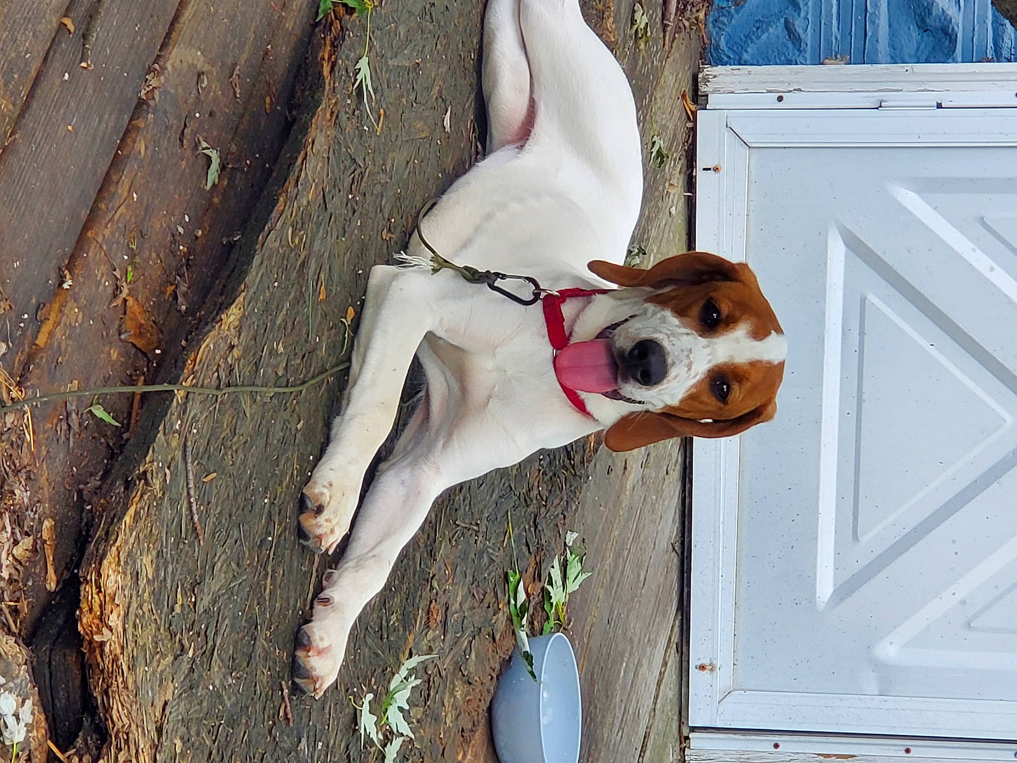 Maisey joined the competition — help win amazing prizes! canidae, carnivore, collar, companion_dog, dog, dog_breed, dog_collar, dog_supply, door, fawn, fur, leash, non_sporting_group, pet_supply, plant, snout, sporting_group, tail, wood, working_animal