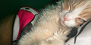 Dumbo is registered to the contest to win money with this photo: animal, blanket, cat, close_up, comfort, cozy, cute, eyelids, fluffy, fur, indoor, orange, pet, pink_nose, portrait, relaxation, resting, sleeping, whiskers, white
