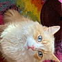 Dumbo is registered to the contest to win money with this photo: animal, blue_eyes, cat, close_up, colorful_rug, cozy, cream_color, curious, cute, domestic_cat, feline, fluffy, household, indoor, looking_up, pet, portrait, soft_fur, whiskers, white_fur