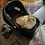 animal, car_seat, cat, colorful_rug, cozy, cream_color, curious, domestic, floor, fluffy, furniture, household_items, indoor, looking, pet, resting, rug, slippers, white_color, wood_floor