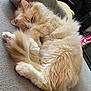 Dumbo is registered to the contest to win money with this photo: animal, cat, cozy, curled_up, cute, dvd, feline, fluffy, fur, furniture, gray_surface, home, indoor, orange_and_white, pet, plush_toy, relaxed, shelf, sleeping, soft