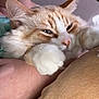 The Other One is registered to the contest to win money with this photo: cat, closeup, comfort, companion, cozy, cute, domestic_animal, feline, fur, human_arm, indoor, orange_tabby, paw, pet, relaxing, resting, sleepy, snuggling, soft, white_fur