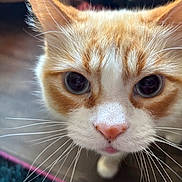 The Other One is registered to the contest to win money with this photo: animal, carpet, cat, close_up, curious, cute, domestic_cat, eyes, feline, floor, fur, indoor, muzzle, nose, orange_cat, pet, portrait, soft_focus, whiskers, white_cat