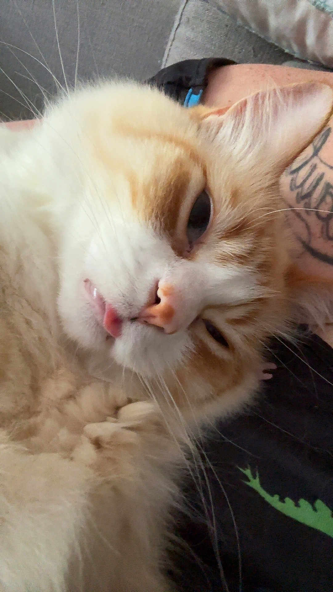 The Other One joined the competition — help win amazing prizes! animal, black_shirt, cat, close_up, companion, cozy, cream_color, cute, feline, fluffy, green_design, indoor, orange_color, person, pet, relaxed, resting, tattoo, tongue_out, whiskers
