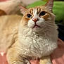 The Other One joined the competition — help win amazing prizes! animal, bed, blurred_background, cat, close_up, cream_color, cute, domestic, feline, fluffy, indoor, orange_color, pet, pink, portrait, relaxed, resting, satin, soft_fur, whiskers