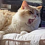 The Other One joined the competition — help win amazing prizes! animal, background, carpet, cat, cozy, cream_color, cushion, ears, fluffy, furniture, home, indoor, lounging, orange_color, pet, relaxed, soft, tag, whiskers, yawning