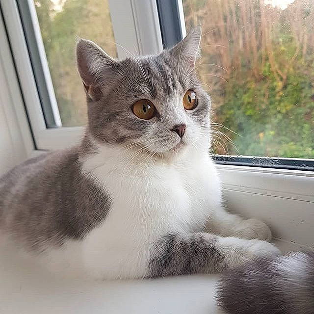 Millie joined the competition — help win amazing prizes! aegean_cat, american_shorthair, american_wirehair, asian, british_semi_longhair, burmilla, carnivore, cat, domestic_short_haired_cat, european_shorthair, eye, felidae, kitten, mammal, polydactyl_cat, small_to_medium_sized_cats, snout, tabby_cat, vertebrate, whiskers