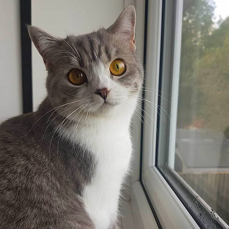 Millie joined the competition — help win amazing prizes! aegean_cat, american_shorthair, american_wirehair, asian, british_semi_longhair, carnivore, cat, domestic_short_haired_cat, european_shorthair, eye, felidae, kitten, mammal, polydactyl_cat, small_to_medium_sized_cats, snout, tabby_cat, whiskers, window