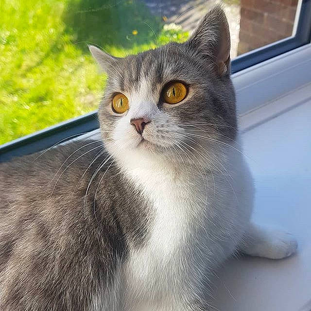 Millie is registered to the contest to win money with this photo: aegean_cat, american_curl, american_wirehair, asian, british_semi_longhair, british_shorthair, burmilla, carnivore, cat, domestic_short_haired_cat, european_shorthair, eye, felidae, mammal, small_to_medium_sized_cats, snout, tabby_cat, tail, vertebrate, whiskers