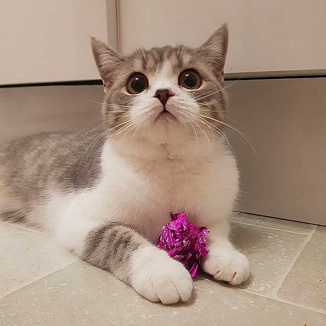 Millie joined the competition — help win amazing prizes! aegean_cat, american_wirehair, asian, british_semi_longhair, burmilla, carnivore, cat, domestic_short_haired_cat, european_shorthair, felidae, kitten, mammal, munchkin, paw, polydactyl_cat, ragamuffin, ragdoll, small_to_medium_sized_cats, vertebrate, whiskers