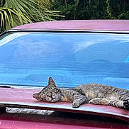 Mia is registered to the contest to win money with this photo: animal, car, cat, dusty, feline, ford, greenery, hood, nature, outdoor, parked_car, pet, red_car, relaxed, resting, sleeping, sunlight, tabby_cat, trees, vehicle