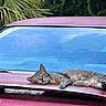 animal, car, cat, dusty, feline, ford, greenery, hood, nature, outdoor, parked_car, pet, red_car, relaxed, resting, sleeping, sunlight, tabby_cat, trees, vehicle