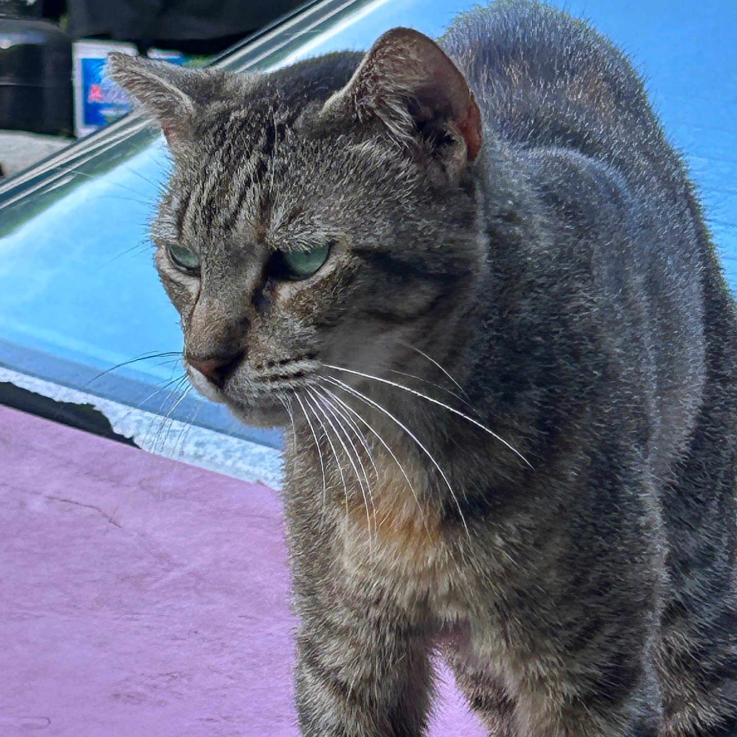 Mia