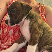 Mac And Merl is registered to the contest to win money with this photo: animal, brindle, casual, close_up, companion, cute, dog, fur, indoors, lap, patterned_clothing, person, pet, pet_owner, puppy, red_top, seated, warm_lighting, white_paws, young_dog
