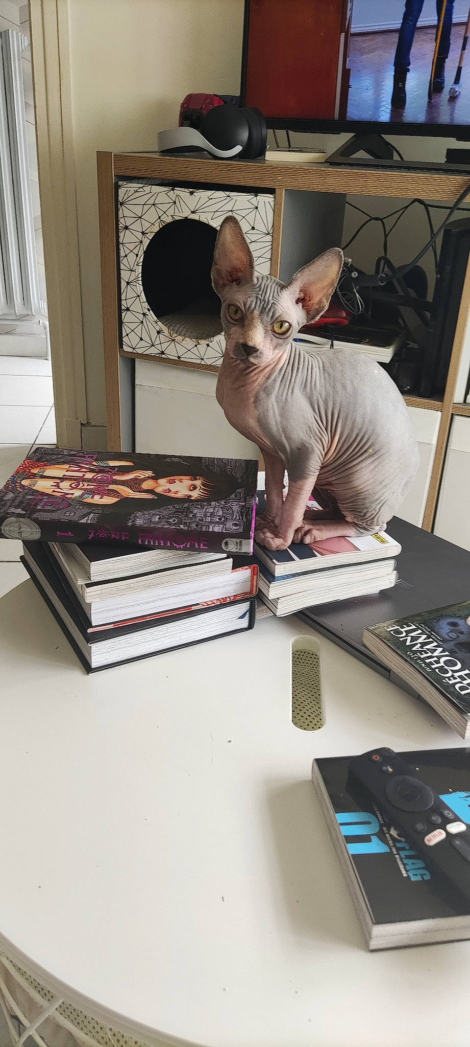 Tobyscuit participe au concours pour gagner de l'argent avec cette photo : art, automotive_design, book, computer_keyboard, desk, eyewear, fashion_design, fawn, flooring, input_device, office_equipment, office_supplies, publication, room, shelf, shelving, table, visual_arts, whiskers, wood